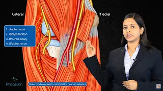 Cubital fossa anatomy - Boundaries, contents, and clinical anatomy