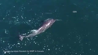 Never seen before behaviour: Narwhal whale uses its tusk to stun cod