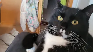 Katze Blacky spricht zum ersten Mal 💓 #katzenvideos