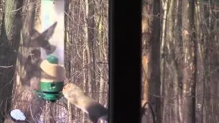 Squirrel Spins on Bird Feeder and Gets Dizzy