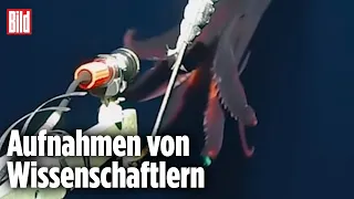 Plötzlich greift der Tintenfisch an