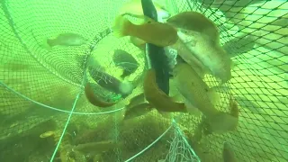 Amazing fish trap. Real underwater full video.A lot fish came into the trap🐟🐟🐟