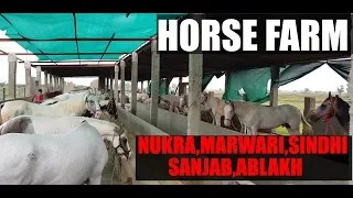 Tour of Horse farm at Gujarat India