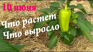 10.06. Жизнь в деревне #1. Наш сад-огород: что растет, что выросло.