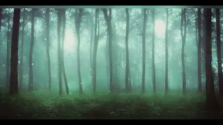 Lost in a forest - Ambient Vibe &  Relaxing Music