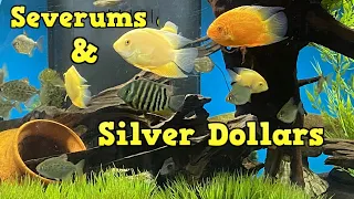 Severum Cichlid Tank