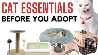 Everything you need for your new cat | 7 Cat essential supply checklist