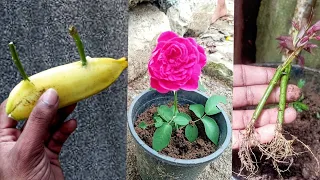 You will be Suprise Now,you know this effect of bananas on rose
