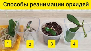 Methods of resuscitation of orchids without roots or leaves | / Orchids over water |