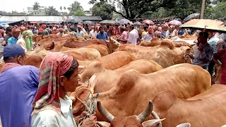 ১৩/৫/২৪/আবারো কালবৈশাখী ঝড়ের বেগে, আমদানি হল দেশি ও ইন্ডিয়ান বলদ গরু, জয়পুরহাট নতুন হাটে