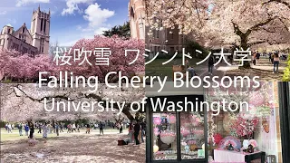 Falling Cherry Blossoms at University of Washington 桜吹雪 ワシントン大学