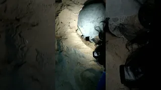 Green Sea turtle Egg lying process At Sandspit ❣️