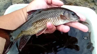 2018 7 29 飄流溪釣 三峽河激戰狂暴大石斑