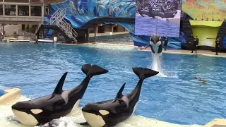 Killer Whales: Up Close (Full Show) at SeaWorld San Diego - 6/13/15