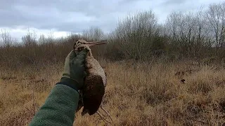 Woodcock hunting