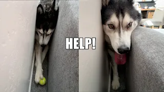 Husky Gets Himself In Sticky Situation On Purpose!