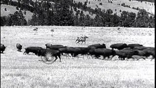 A pack of American buffalo are rounded up for annual inspection at the Custer Sta...HD Stock Footage