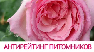 В этих питомниках/магазинах я больше не покупаю саженцы роз! Мой  АНТИ-ТОП украинских продавцов.