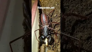 Arizona vinegaroon #vinegaroon #vinegaroons  #whipscorpion #creepy vinegaroons.net