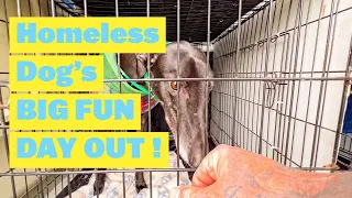 Homeless Dogs FUN Day Out | BIG Open Space | Swimming Pool