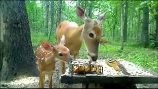 Doe with fawn