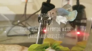 5 Mistakes Betta Fish Owners Make