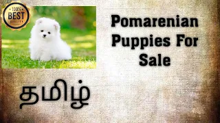 Pomeranian Female Puppies For Sale in Tamil || Buy And Sell With Me || Available in Bhavani , Erode