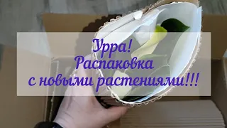 Распаковка посылки с новыми растениями (Филодендрон Вайт Конго и растение сюрприз🎁)