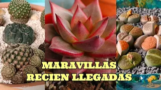 NUEVAS MARAVILLAS EN LA COLECCION #suculentas #cactus #lithops