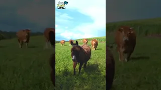 donkey is happy with cows 🐄😀🔥#shorts #shortvideo #viral