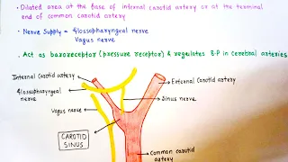 Carotid Triangle Clinical - Carotid Sinus Syndrome