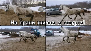 Едва не ушёл под нож🪰🐎