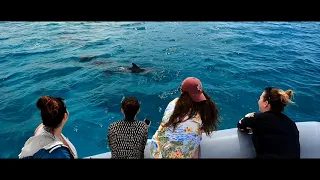 Looking for wildlife on The Adventure Boat in Waikiki