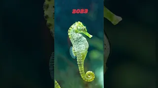 seahorse in 5000 Bce #youtubeshorts #animal #evolution