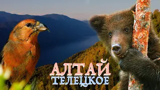 Wild Altay - Lake Teletskoye | Film Studio Aves