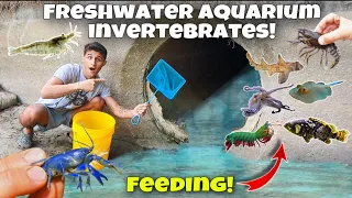 NETTING Freshwater INVERTEBRATES & FEEDING Them To EXOTIC Saltwater FISH!! *Epic*