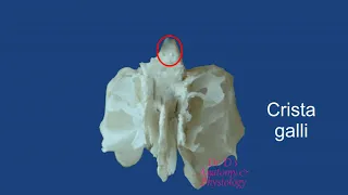 Bone -  Skull -  Ethmoid Bone