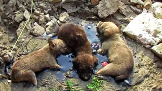 When These Tiny Puppies Got Trapped In A Pool Of Tar, They Could Only Cry As The Hours