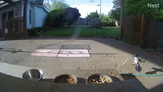 Squirrel passes through then a Blue Jay visits our patio right after (OWL 2515)