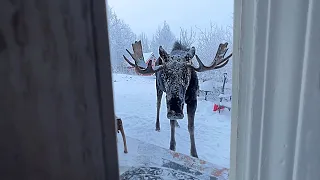 Moose outside the door | Wild Animals