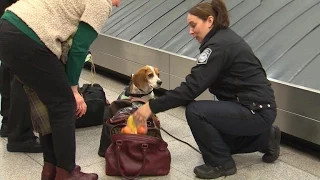 Canine customs agents