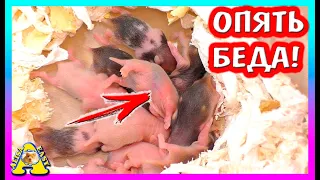 1-я КАША для ХОМЯЧАТ / Сирийский хомяк FANTA и ее Хомки / Alisa Easy Pets