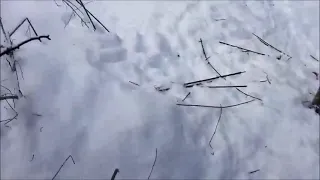 Регулирование численности лис капканами. Видео от Николая, Московская область.