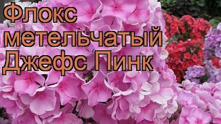 Флокс метельчатый Джефс Пинк (phlox paniculata) 🌿 обзор: как сажать, рассада флокса Джефс Пинк