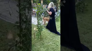 Golden Retriever is excited to be a part of the wedding party!