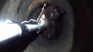 Kitten Stuck In Narrow Pipe Is Rescued