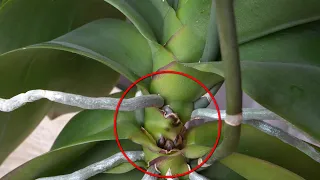 The middle of the orchid trunk is ROTTING!? What to do? How to act?