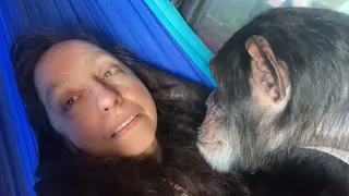 Gentle Chimpanzee Grooming