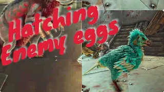 ARK SMALL TRIBES | Hatching Enemy Eggs |