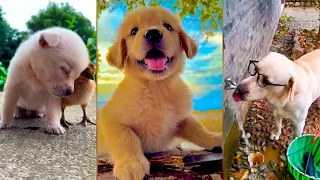 Самые милые и смешные щенки лучшая подборка ТикТок /Cute puppies Funny TikTok #11